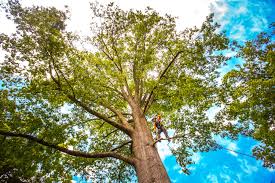 Best Stump Grinding and Removal  in Columbiana, AL