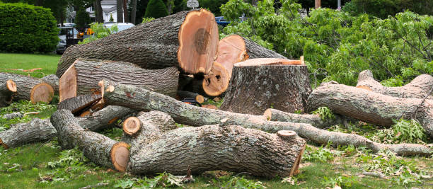 How Our Tree Care Process Works  in  Columbiana, AL